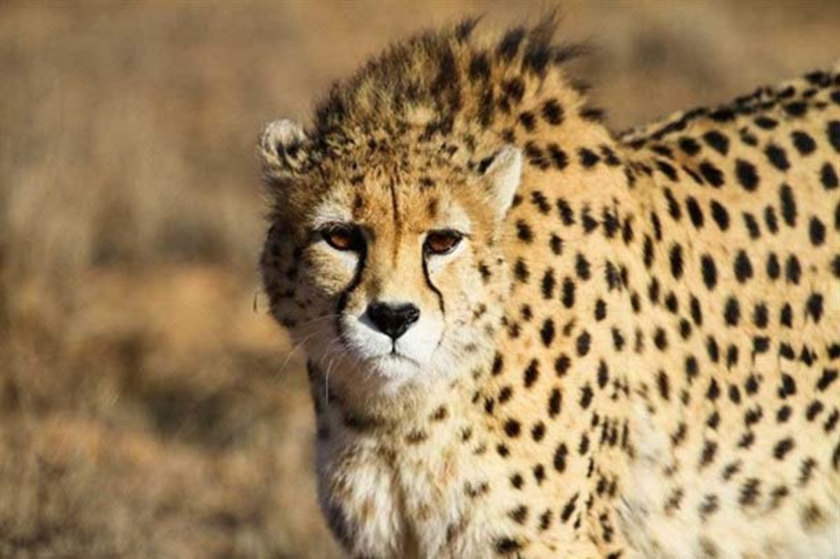 چه تعداد یوزپلنگ&zwnj;های آسیایی در ایران باقی مانده؟