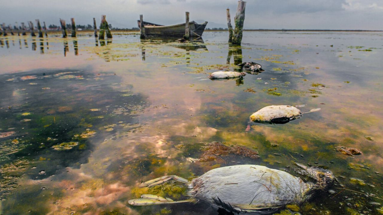 سریال پروژه‌های زوری به خلیج گرگان رسید/ ماجرای ایراد‌های محیط زیستی به پروژه لایروبی میانکاله چیست؟