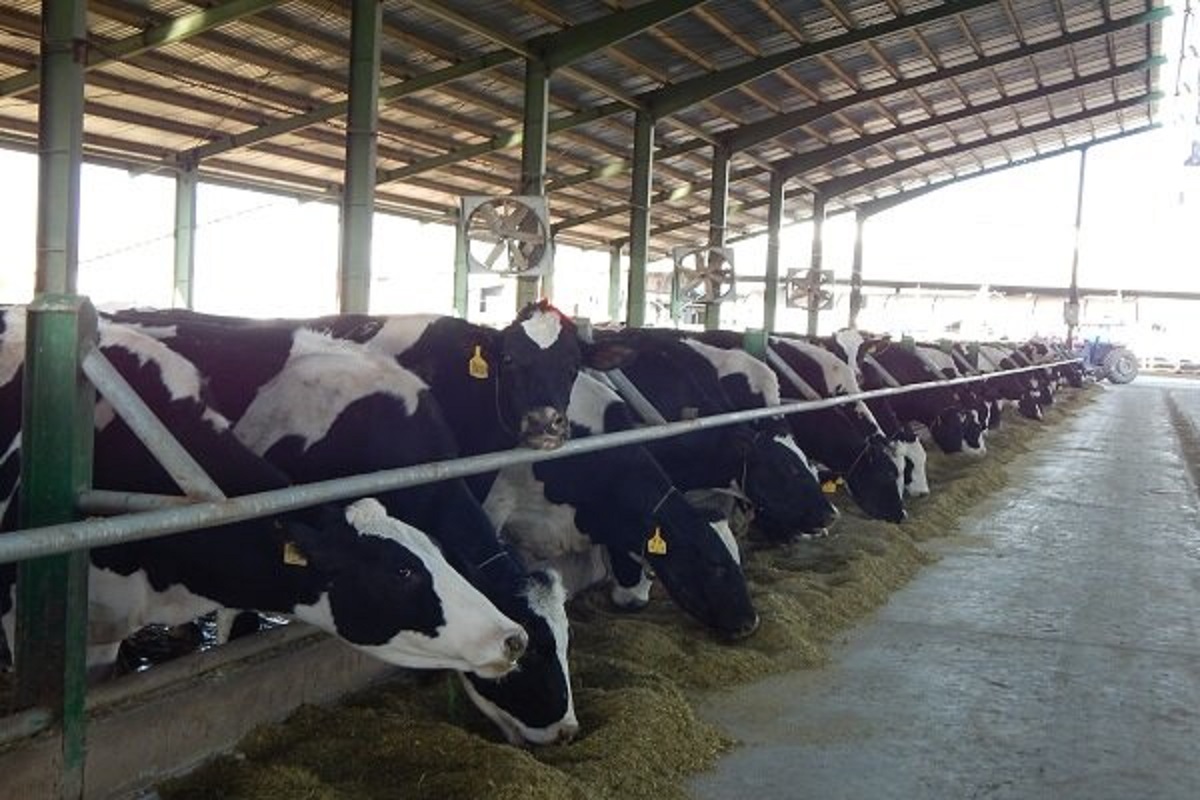 هشدار جدی درباره کشتار دام‌های مولد در کشور