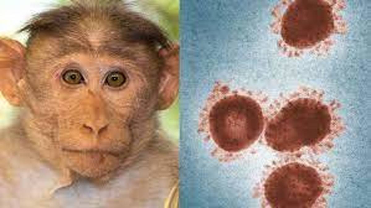 آبله میمونی، بیماری ناشناخته با علائمی خفیف