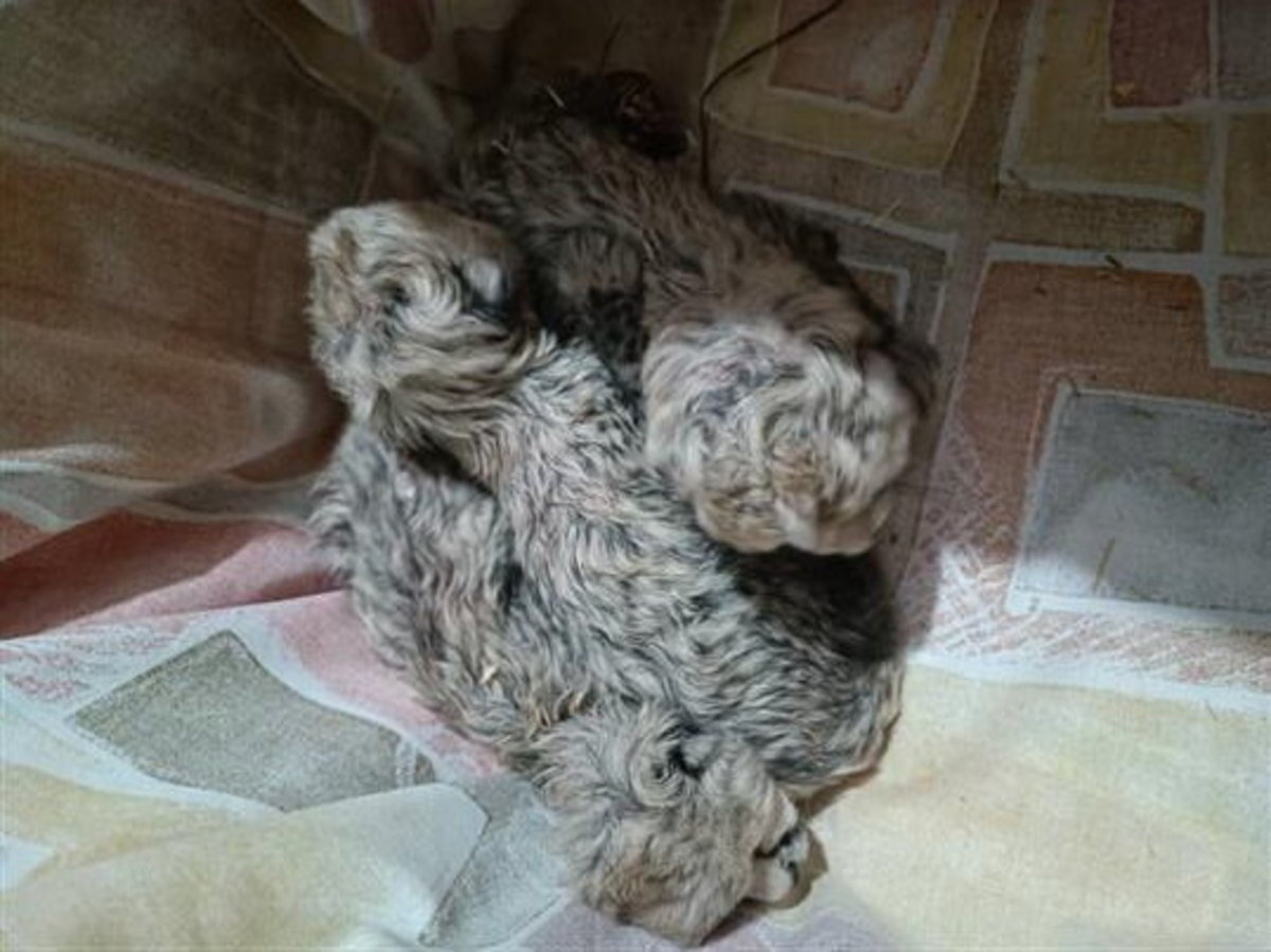 یوزپلنگ ایرانی