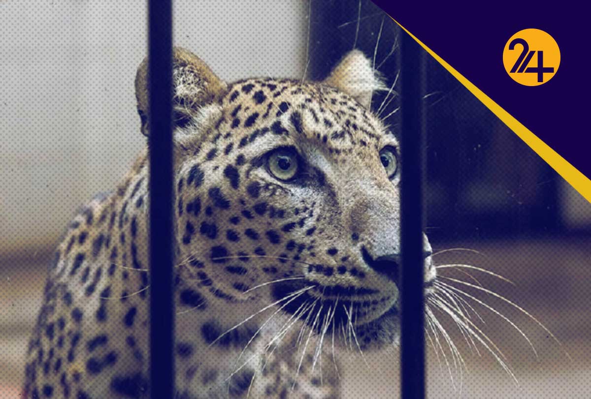 کیجا پلنگ باغ وحش ارم کیجا پلنگ باغ وحش ارم