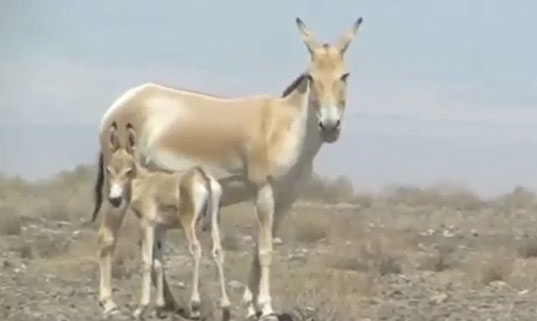 احیای نسل گور ایرانی