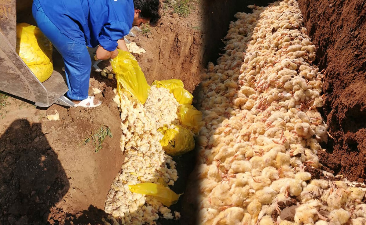 وزیرجهاد: معدوم کردن جوجه یک روزه در همه جای دنیا رایج است!