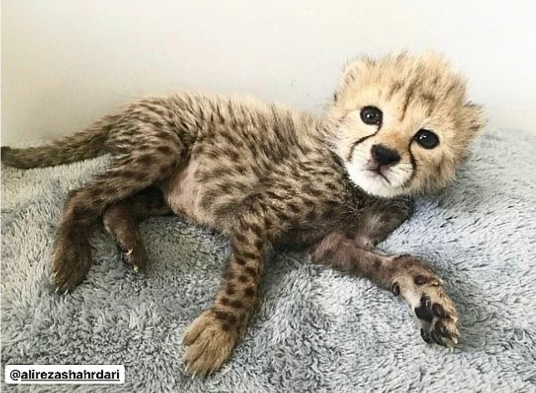 تصویری از آخرین توله‌ی ایران