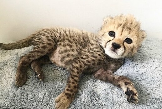 توله یوز ایرانی