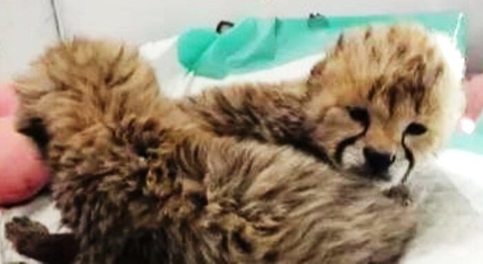 یوزپلنگ ایرانی