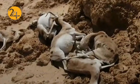 مرگ آهوان شاخ&zwnj;باریک عراق