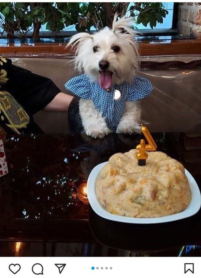 افتتاح کافه مخصوص حیوانات خانگی در تهران! +عکس