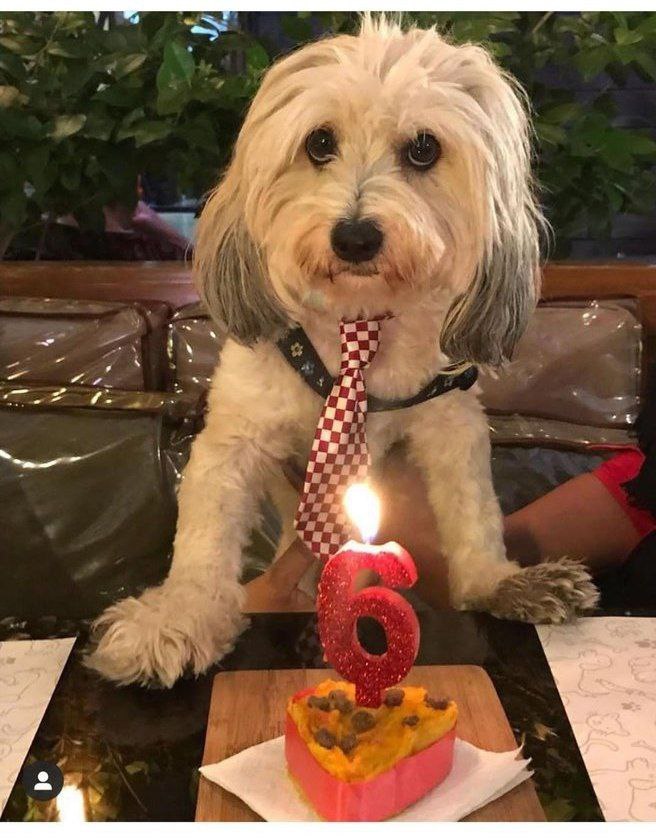 افتتاح کافه مخصوص حیوانات خانگی در تهران! +عکس