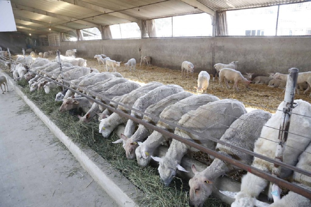 علائم تب کریمه کنگو علائم تب کریمه کنگو