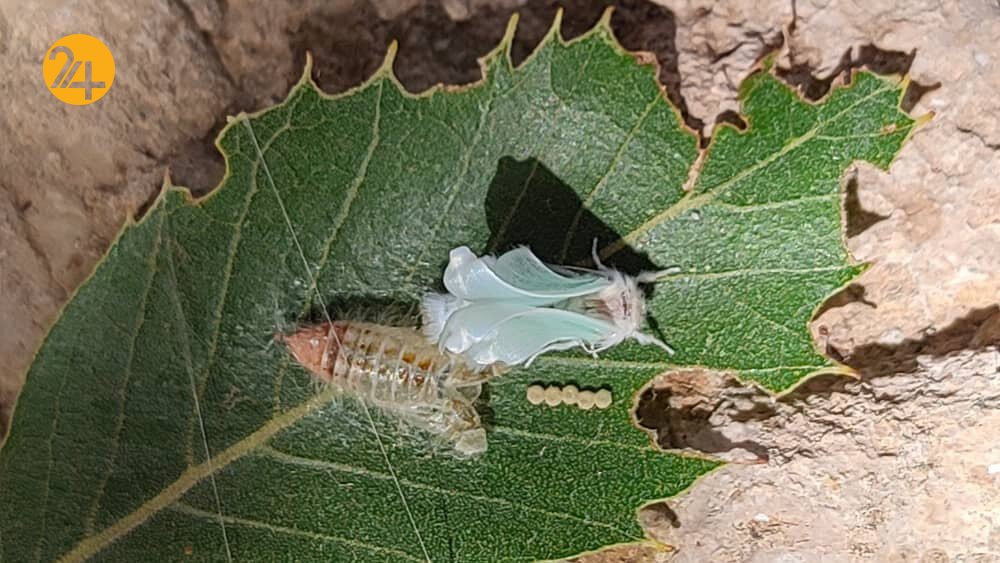 پروانه برگخوار سفید بلوط