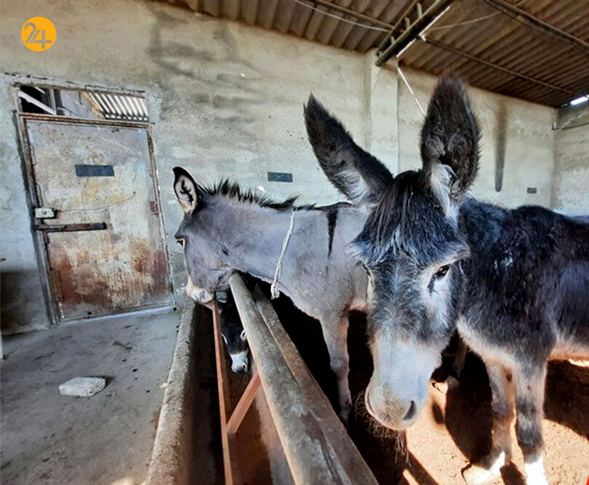 تصاویر تکان دهنده از خرکُشی در اصفهان