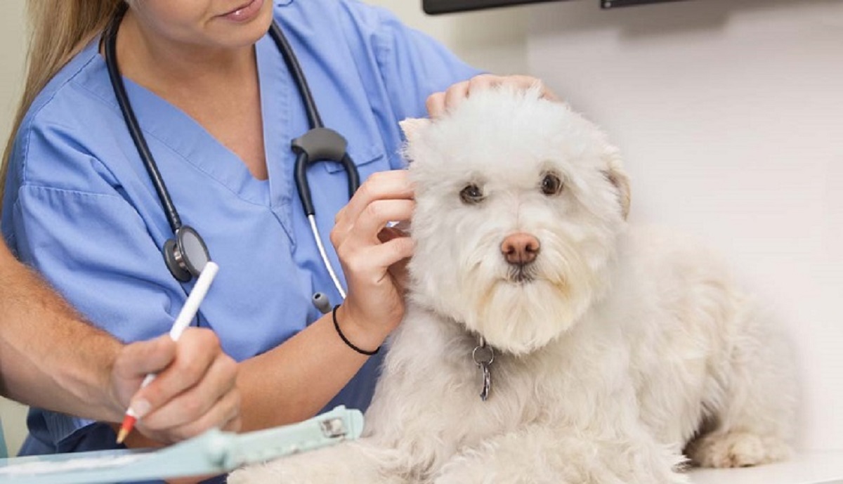 بیماری مشترک میان انسان و حیوان