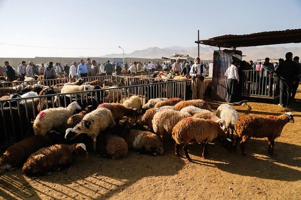 عرضه دام برای عید قربان