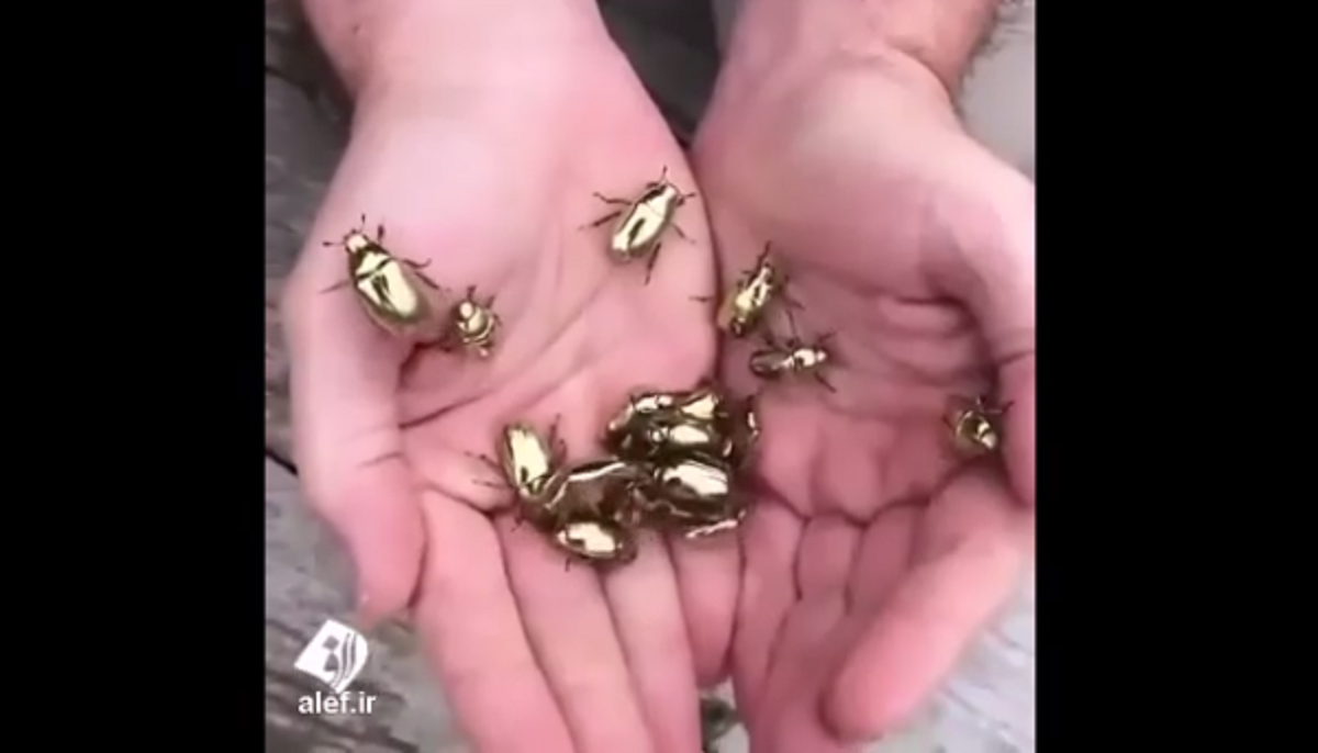 سوسک طلایی سوسک طلایی