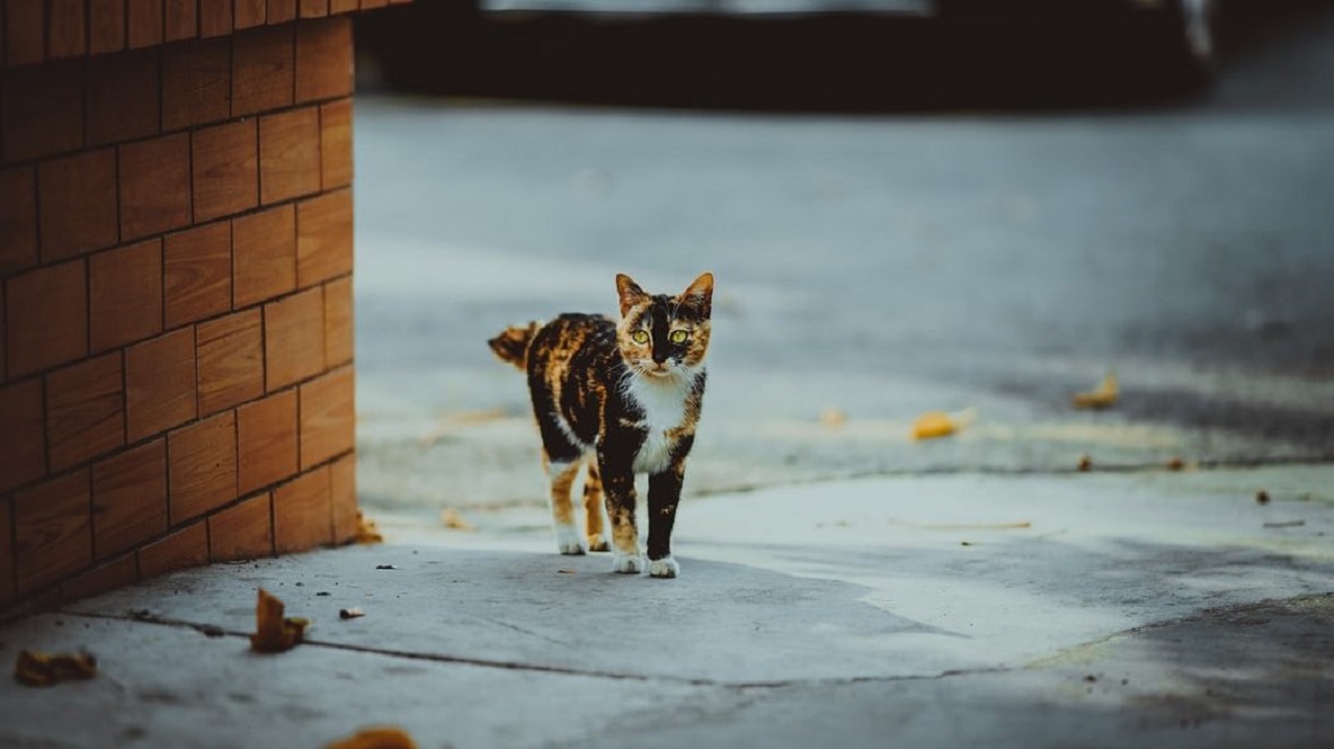 نگهداری حیوانات شهری