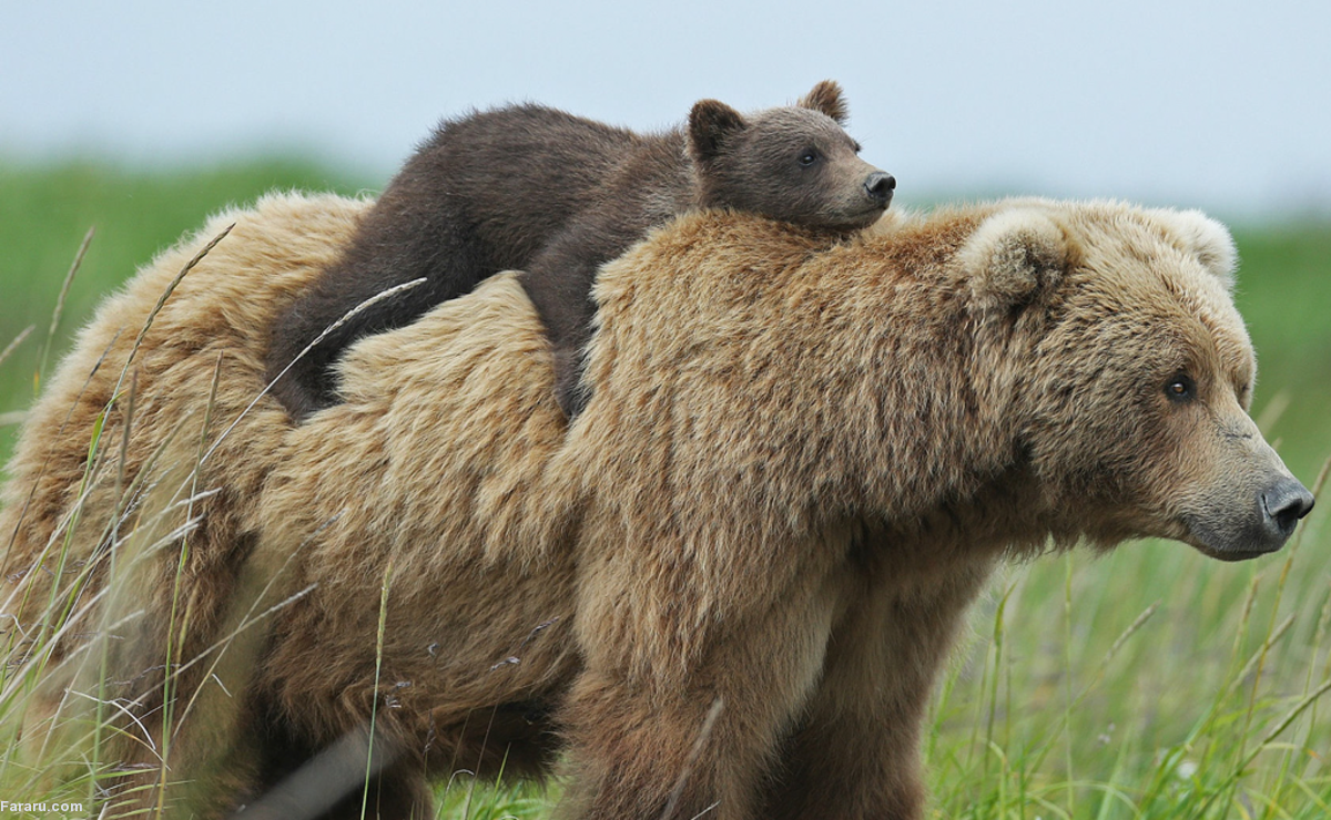 حضور سرزده خرس مادر و توله‌اش در خانه یک خانواده +فیلم