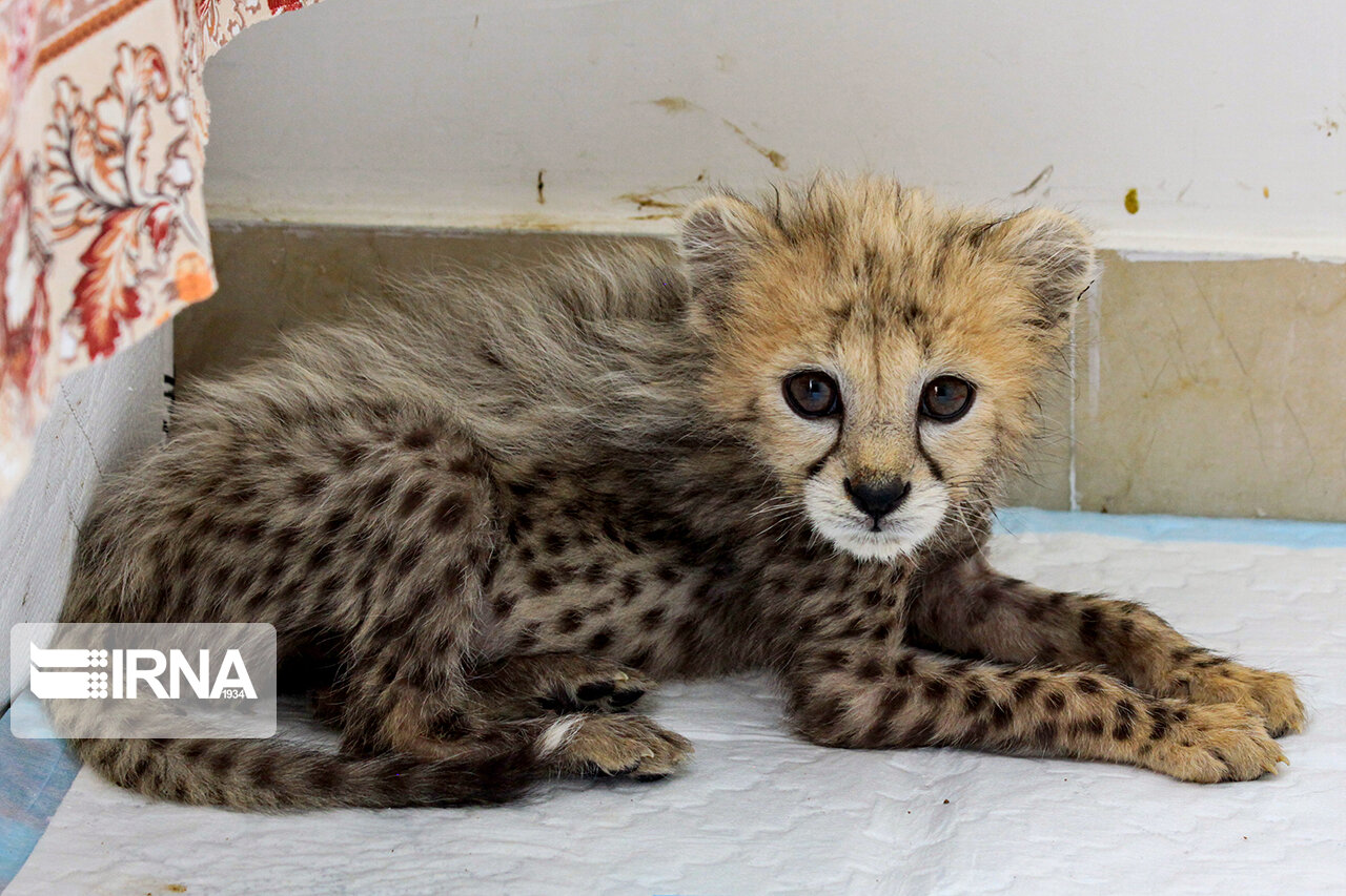 ۷۷ روزگی توله یوز ایران ۷۷ روزگی توله یوز ایران