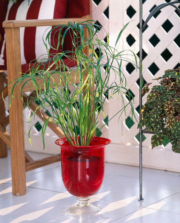 معرفی گیاهانی که به نور زیاد نیاز دارند معرفی گیاهانی که به نور زیاد نیاز دارند