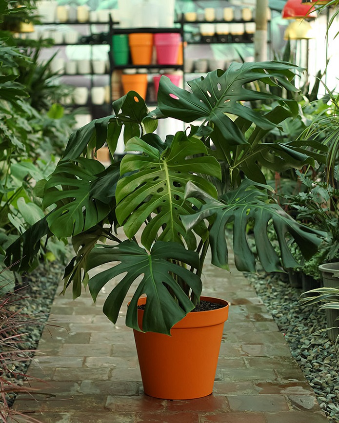 معرفی گیاهانی که به نور زیاد نیاز دارند معرفی گیاهانی که به نور زیاد نیاز دارند