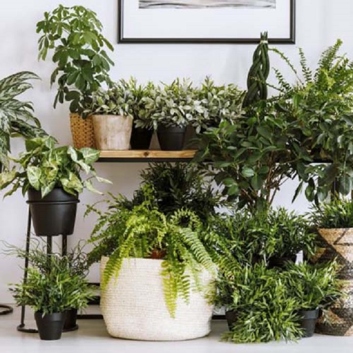 معرفی گیاهانی که به نور زیاد نیاز دارند معرفی گیاهانی که به نور زیاد نیاز دارند