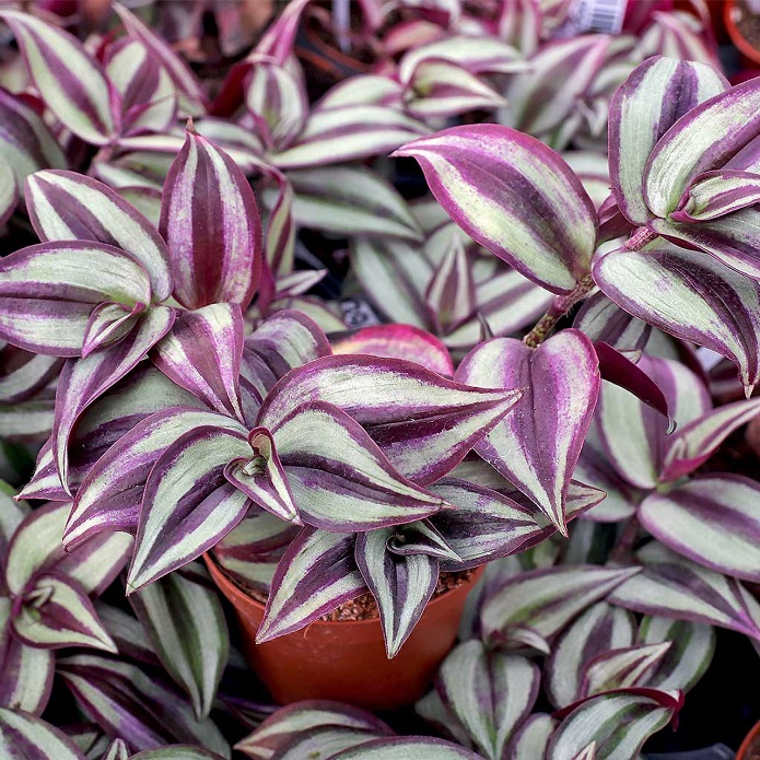 معرفی گیاهانی که به نور زیاد نیاز دارند معرفی گیاهانی که به نور زیاد نیاز دارند