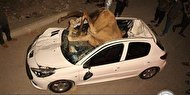 تصادف شدید پژو ۲۰۷ با گله شتر در بندرعباس +فیلم