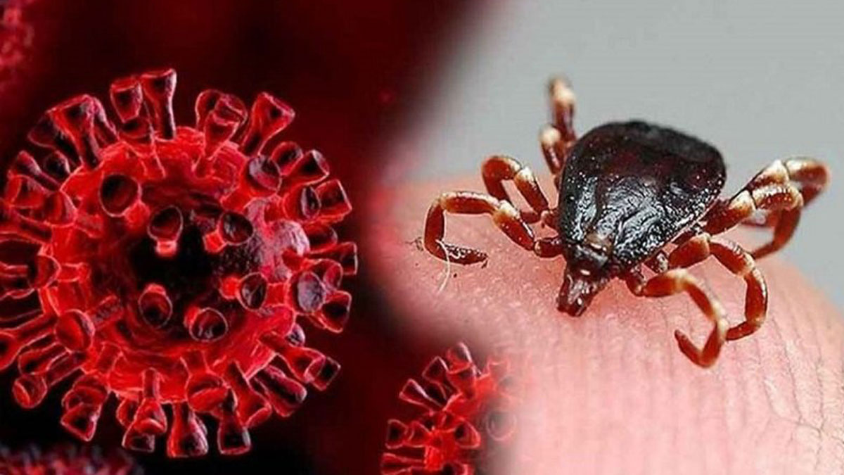 افزایش مبتلایان تب کریمه کنگو به ۳۴ نفر/ ۲ نفر جان باختند