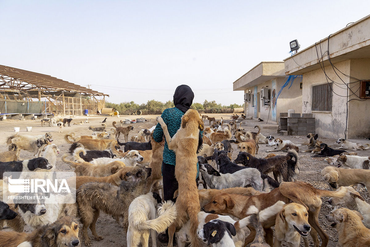 حیاتِ پناهگاه حیاتِ پناهگاه