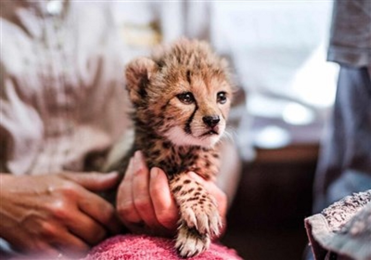 آخرین وضعیت توله یوز ایران/ آماده‌سازی سایتی در پردیسان برای «پیروز»