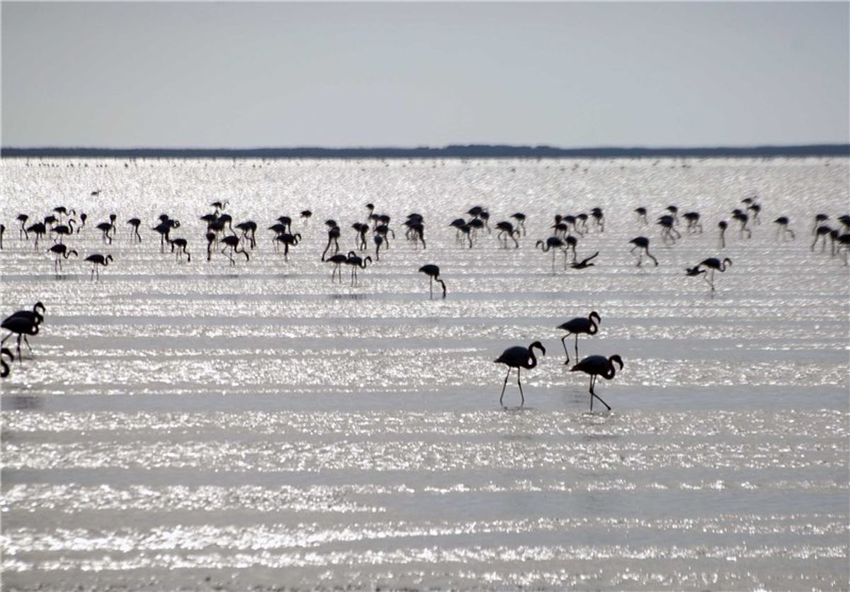 باران‌های سیل‌آسا تالاب مُرّه را زنده کرد +فیلم