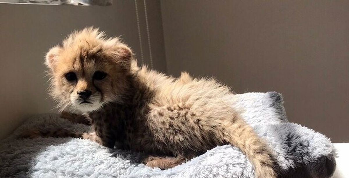 توهم بقای یوزپلنگ؛ «پیروز» را یک بچه گربه بار آوردیم توهم بقای یوزپلنگ؛ «پیروز» را یک بچه گربه بار آوردیم