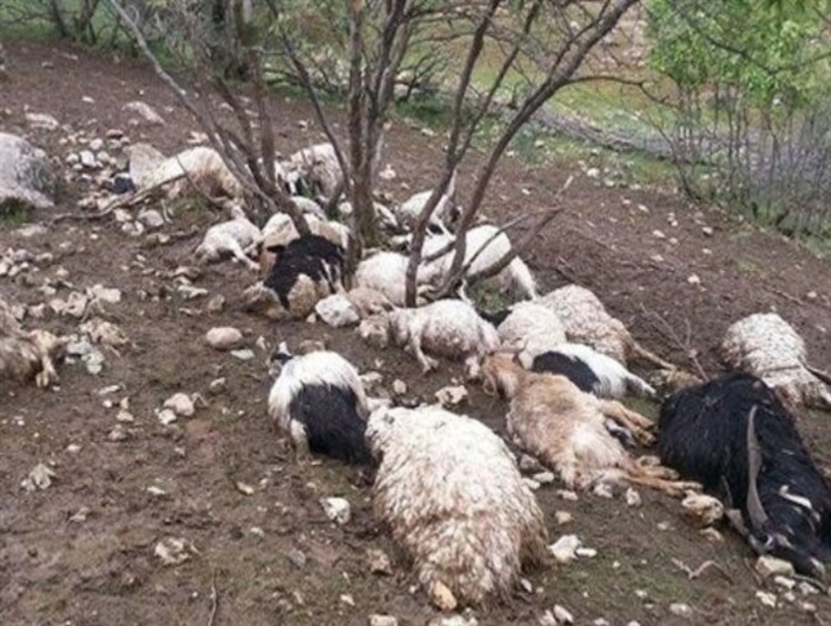 تلف شدن گله گوسفند