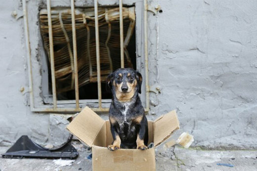 انتقام سریع سگ از زوج حیوان‌آزار و سنگ‌انداز! + فیلم