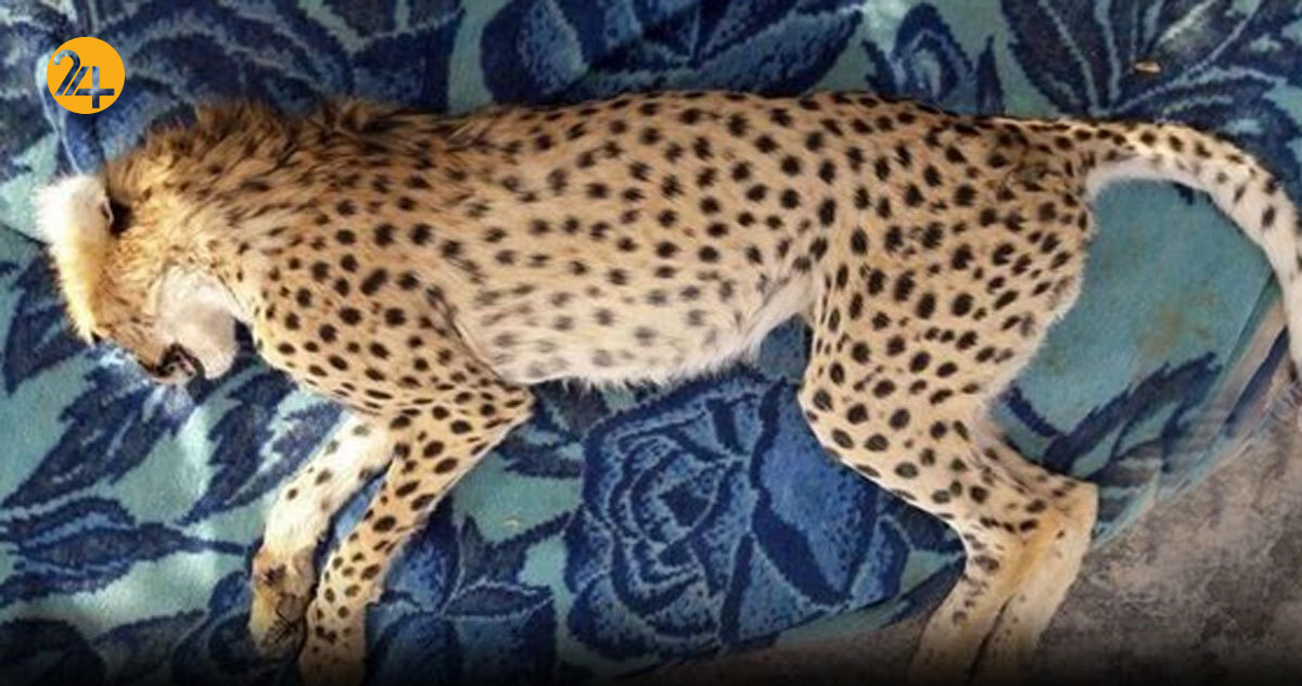 جاده عباس‌آباد قتلگاه یوزهای ایرانی