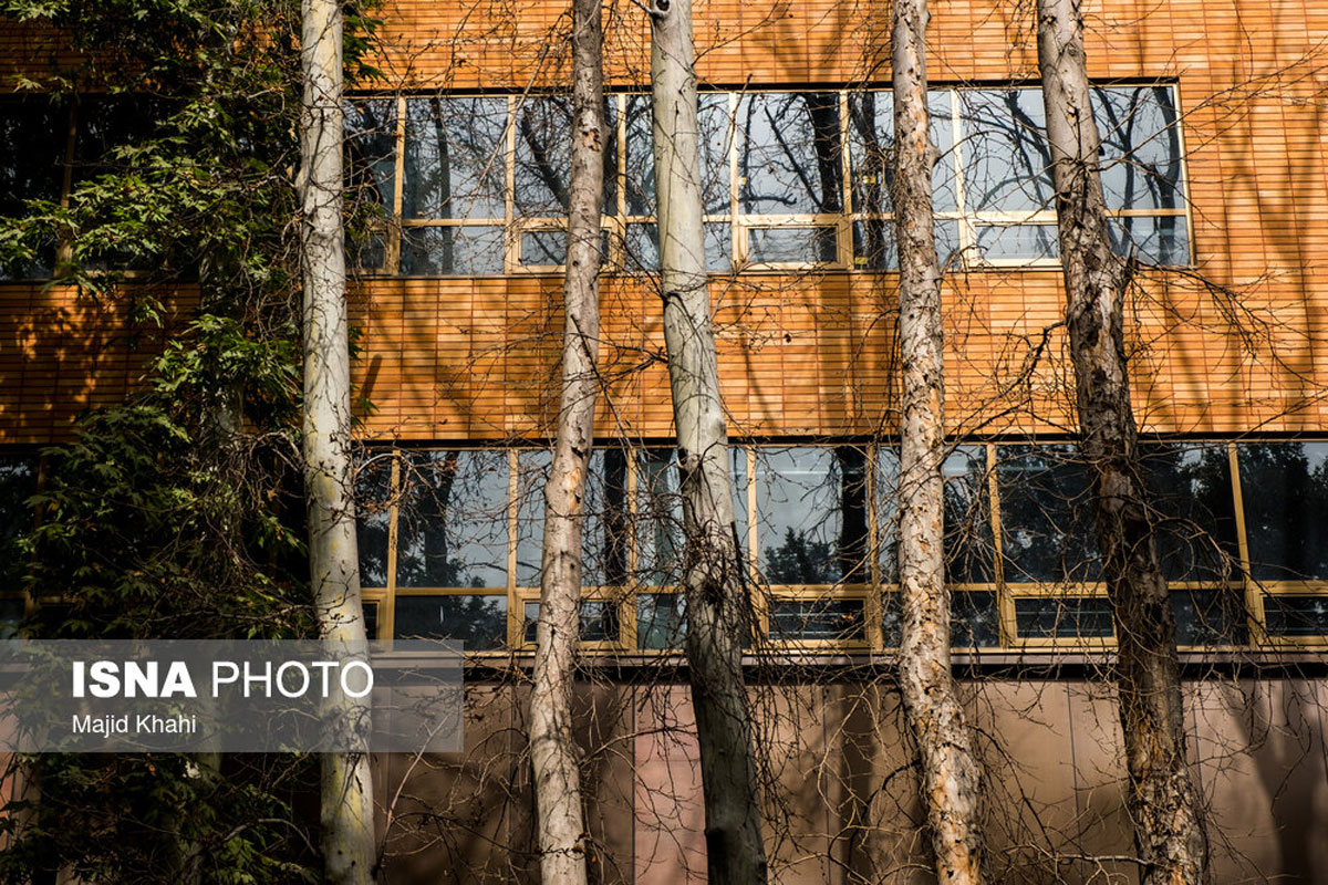 چنارهای طولانیترین خیابان خاورمیانه چنارهای طولانیترین خیابان خاورمیانه