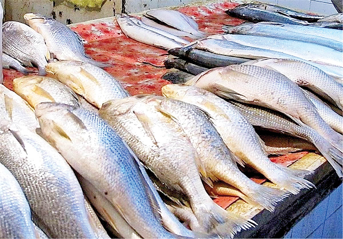 قیمت جدید ماهی در بازار