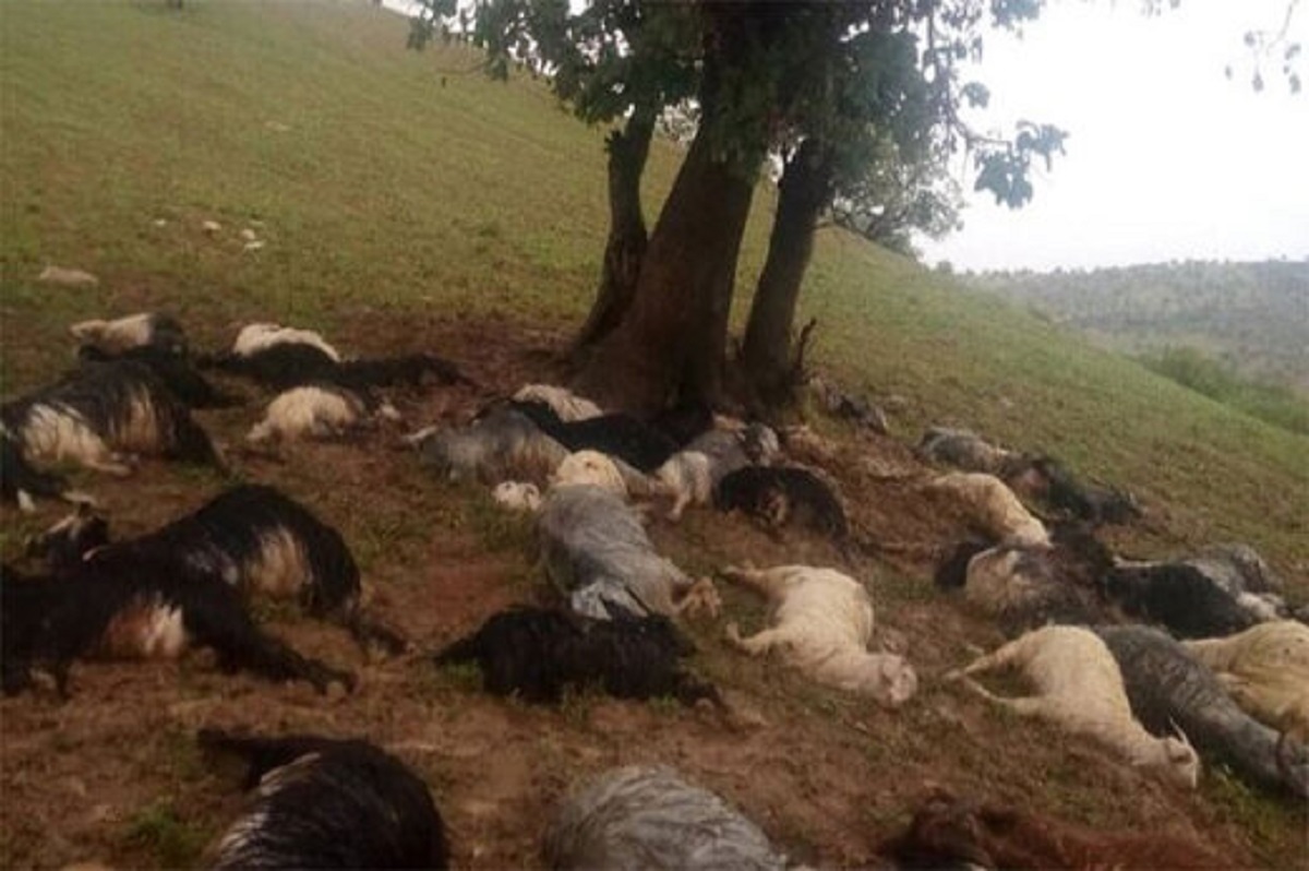 اخبار حوادث