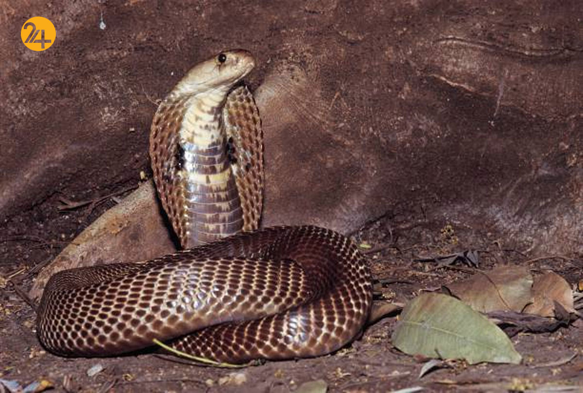 فیزیوتراپی مار کبرای هندی فیزیوتراپی مار کبرای هندی