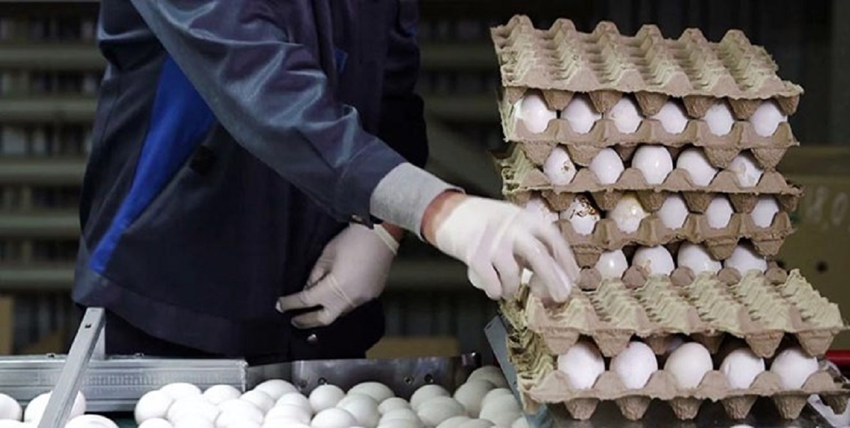 کاهش شدید مصرف تخم مرغ؛ مردم توان خرید ندارند