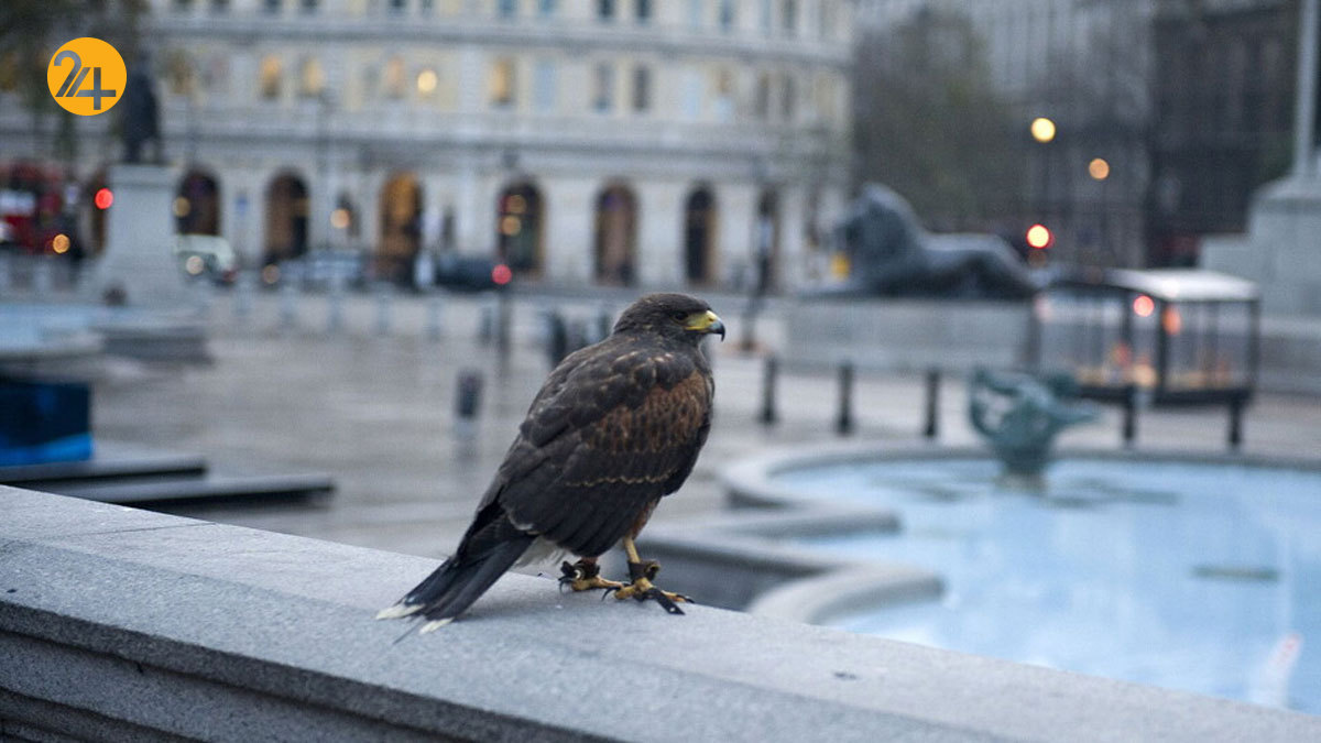 تغییر رفتار پرندگان در پی شیوع کرونا در جهان