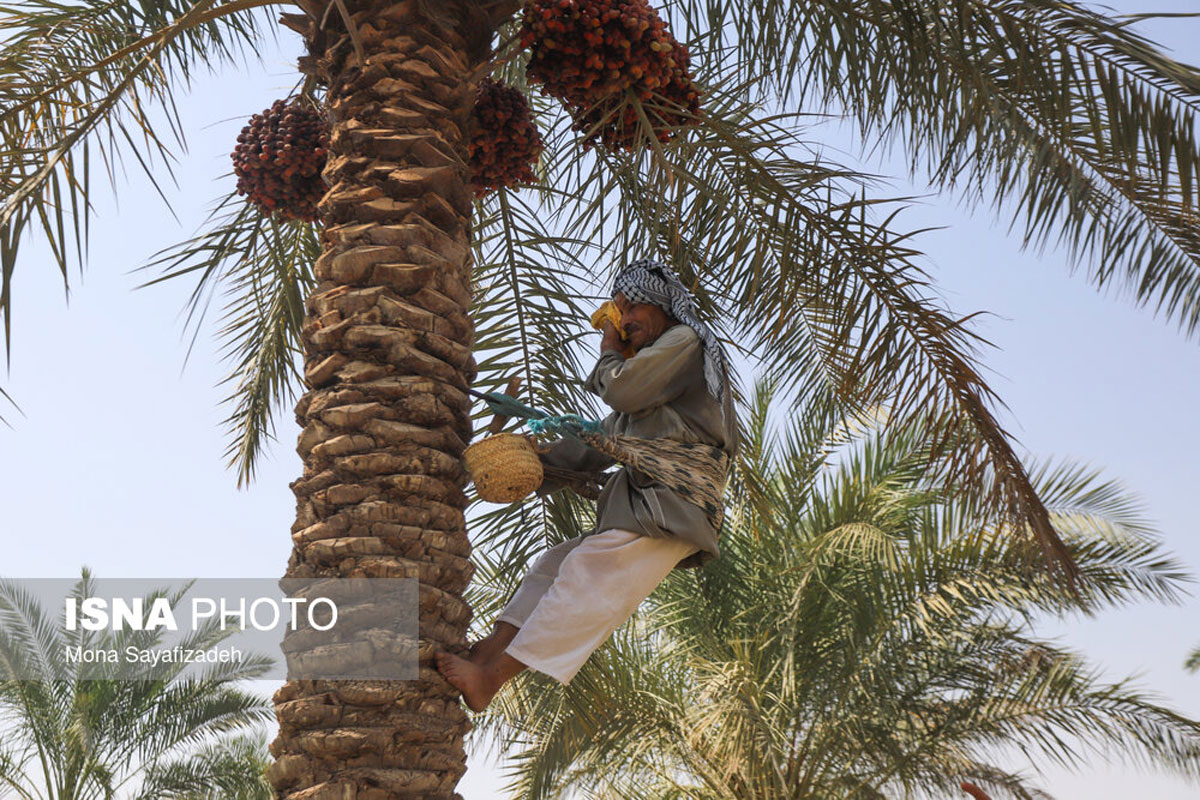 برداشت خارک و رطب در شادگان برداشت خارک و رطب در شادگان