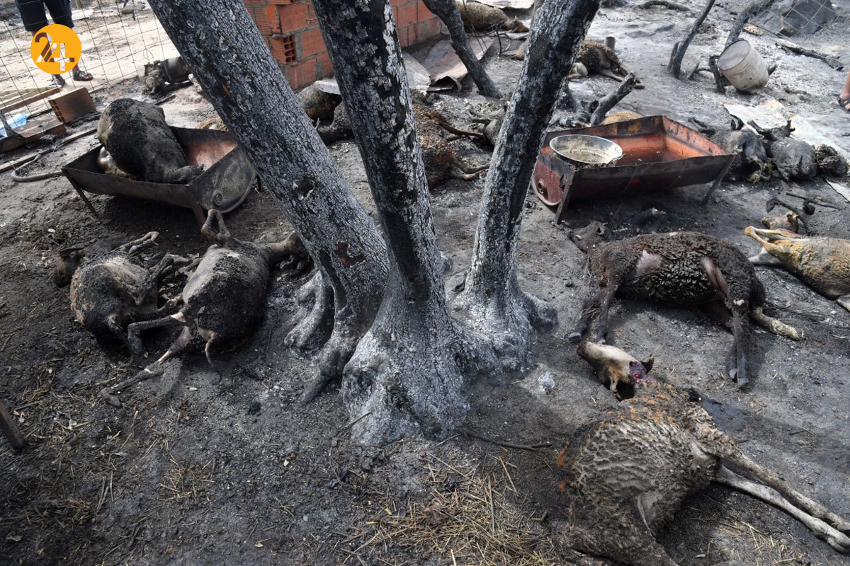 آتش در الجزایر