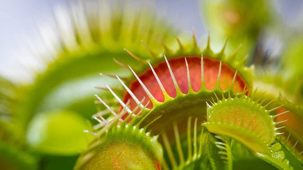 واکنش شگفت‌انگیز گیاه گوشت‌خوار به فلفل تند +فیلم