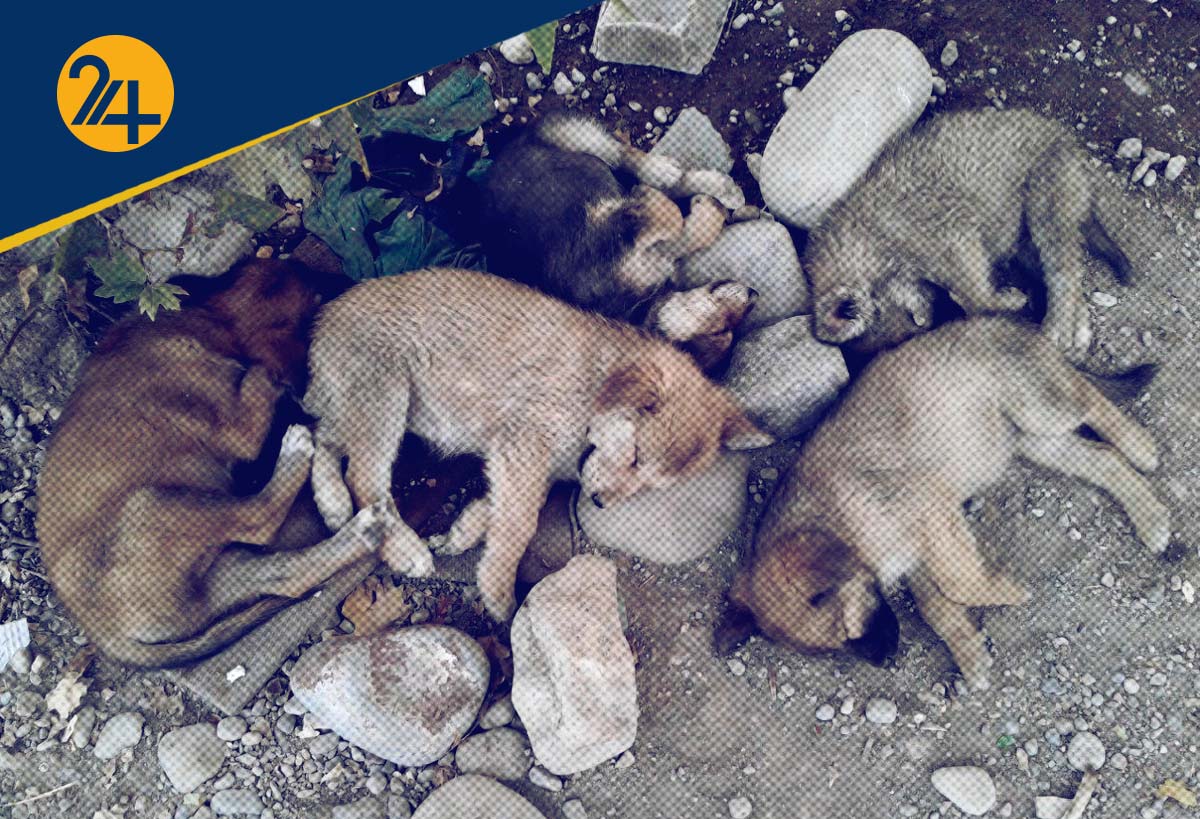 کشتار سگ ها