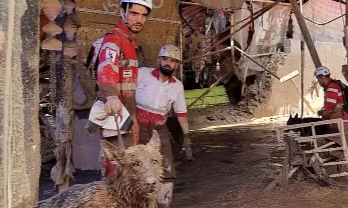 سگ‌های زنده‌یاب غرق در گل‌ولای سیل امامزاده داوود +فیلم