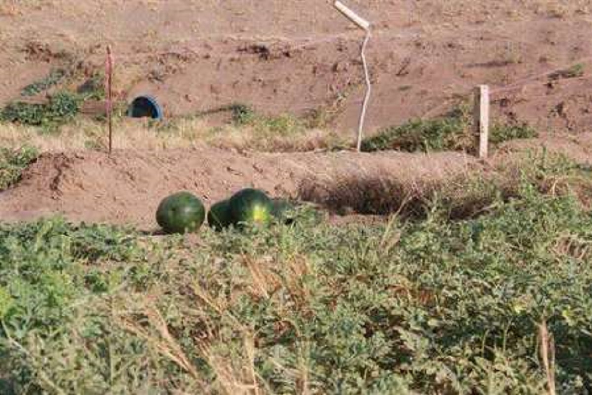 کشت هندوانه در کویر بی آب! +فیلم