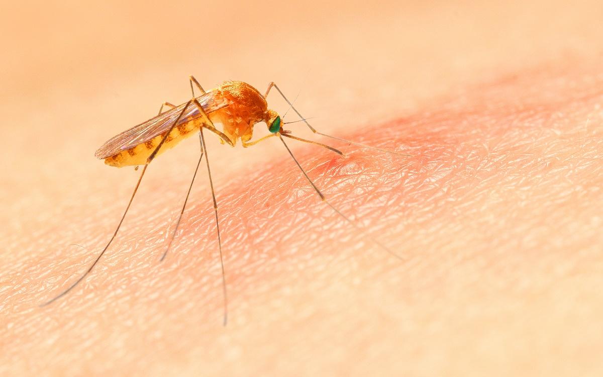 ویدئویی بامزه از تلاش عجیب و ناکام یک پشه برای نیش زدن ویدئویی بامزه از تلاش عجیب و ناکام یک پشه برای نیش زدن