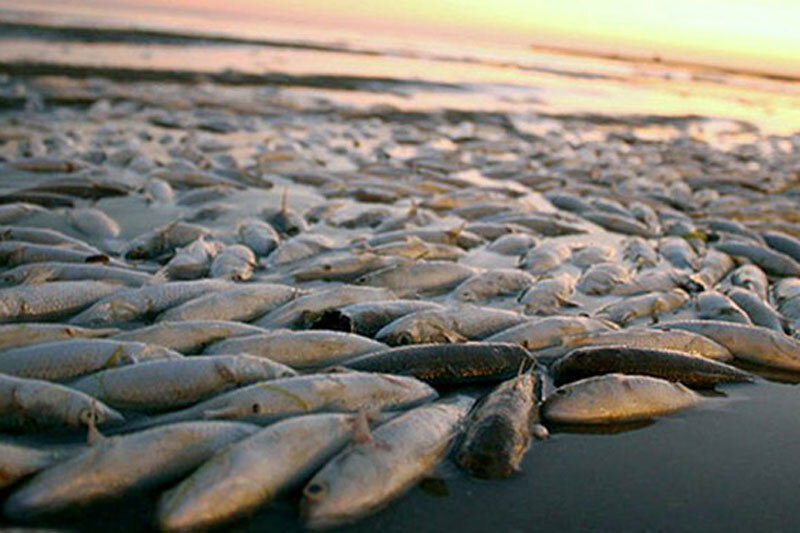 فاجعه مرگ صد‌ها هزار ماهی در ماهشهر +فیلم